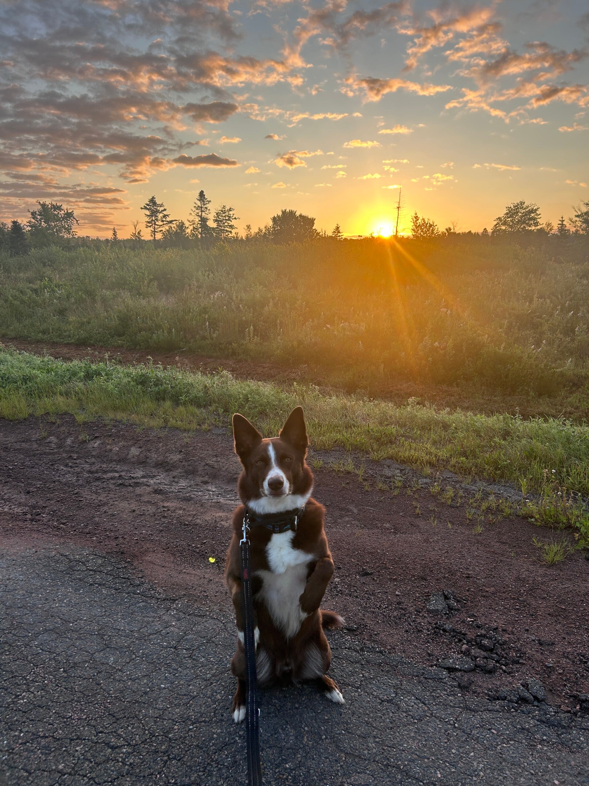 Brown and white dog sitting on a trail at sunset