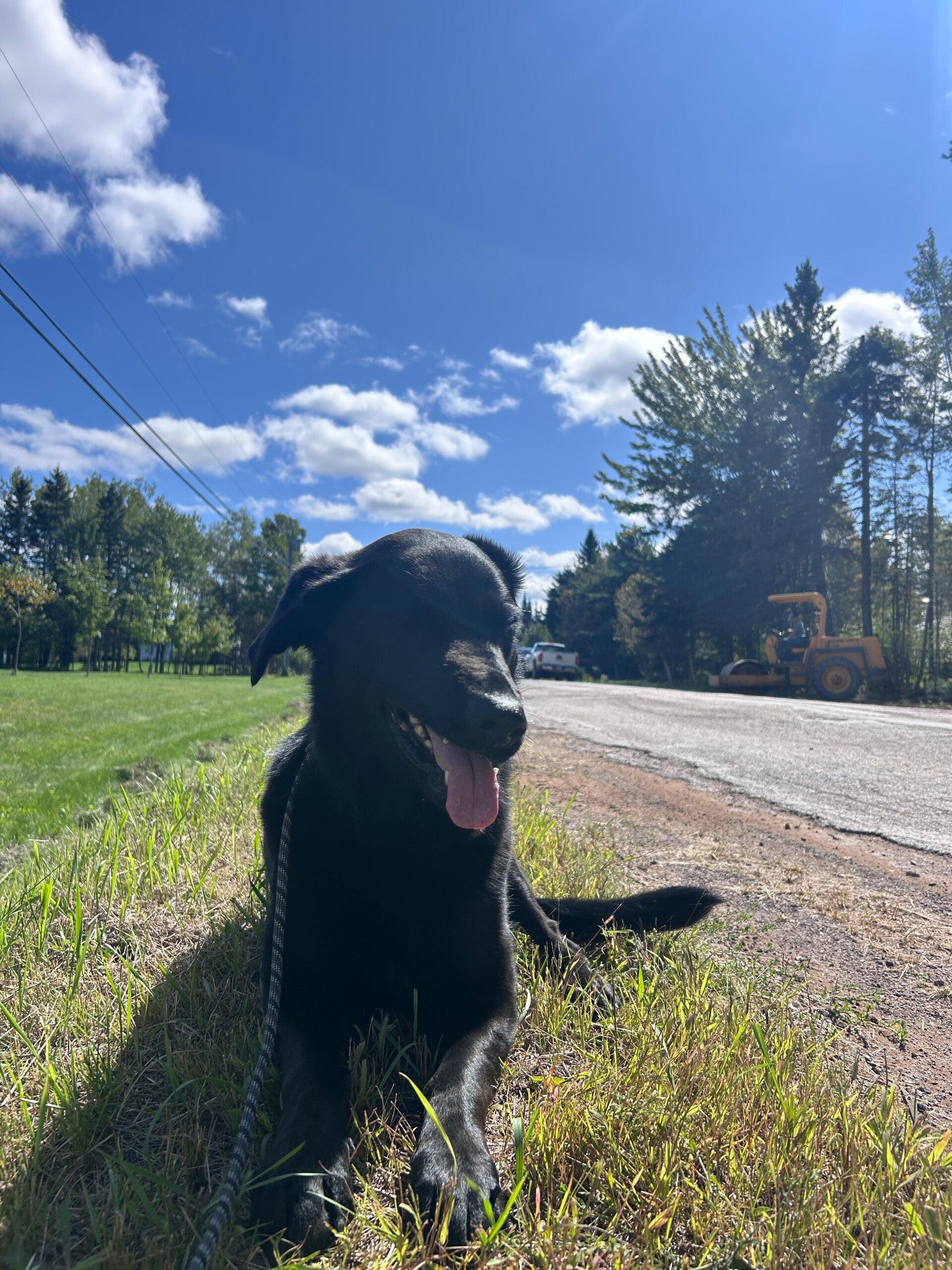 Black dog resting in the grass beside a sunny road