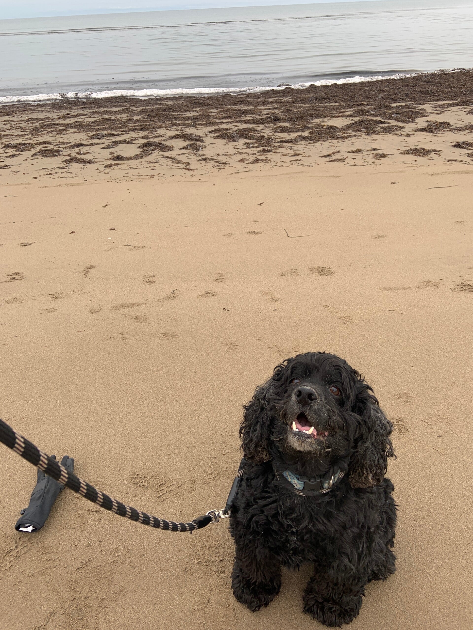 Small black curly-haired dog on a sandy beach
