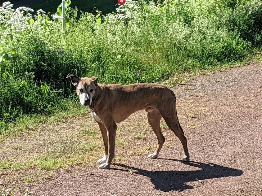 Kiko