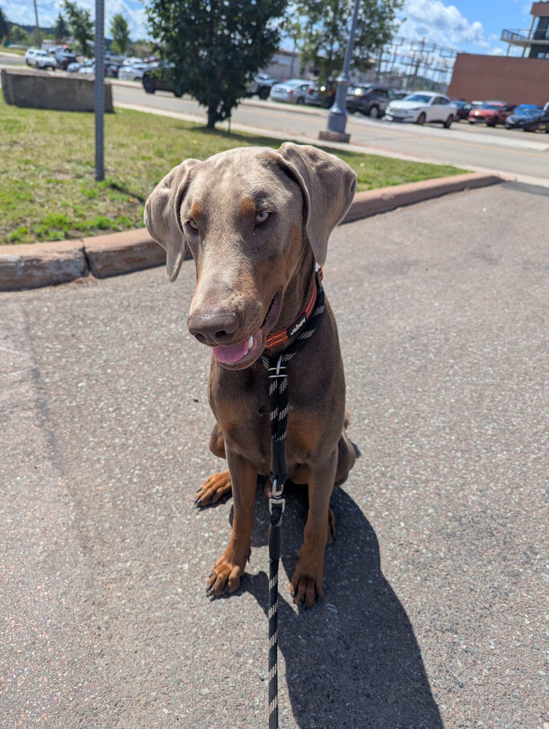 Gray dog sitting on a sunny sidewalk