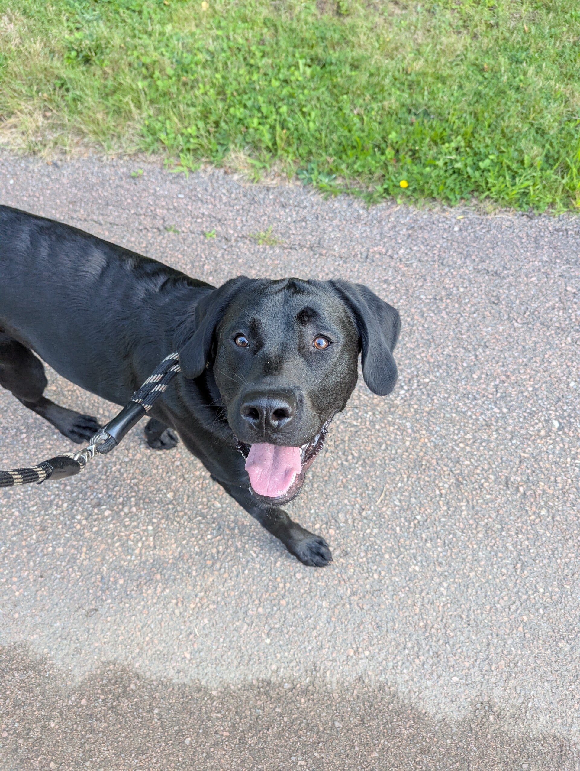 Black dog looking up while walking on a paved path